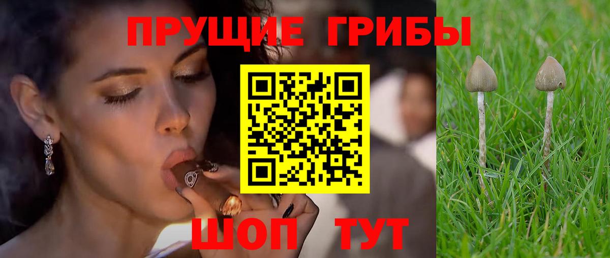 Галлюциногенные грибы Psilocybe Биробиджан